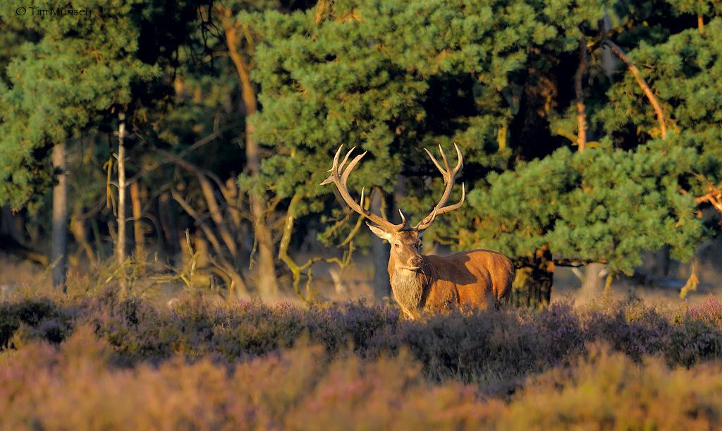 Red deer stag in heather.jpg